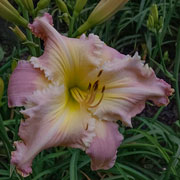 Spacecoast Lady of Leisure Daylily